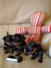 350 eur! YORKSHIRE MINI TOY CON PEDIGREE - mejor precio | unprecio.es