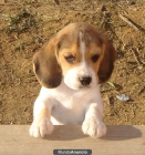BEAGLE CACHORROS 300€ - mejor precio | unprecio.es