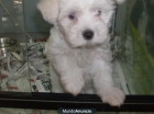 BICHON MALTES - mejor precio | unprecio.es