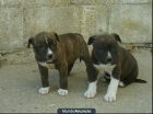 Cachorros American Stanford - mejor precio | unprecio.es