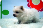 Camada de Pomerania en color blanco y muy pequeñitos. - mejor precio | unprecio.es