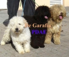 De garafia, exc cachorros de pdae, perros de agua. 250 euros - mejor precio | unprecio.es