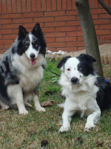 Excelente camada Border Collie Barcelona