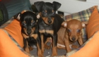 Mini pincher, tu cachorro a buen precio - mejor precio | unprecio.es
