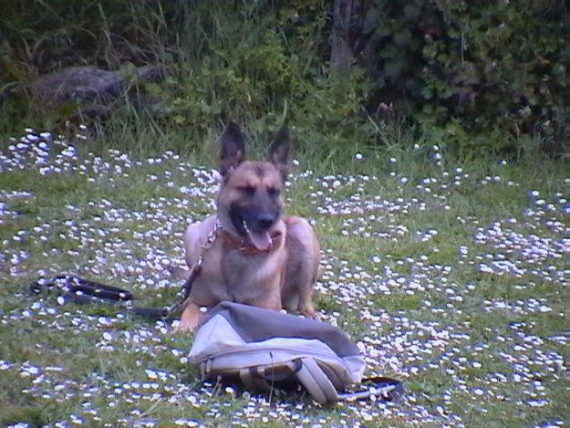 Proxima camada Malinois.