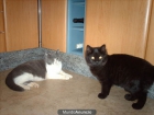 regalo dos gatitos preciosos - mejor precio | unprecio.es