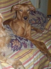 SE BUSCA CASA PARA PERRITA - mejor precio | unprecio.es
