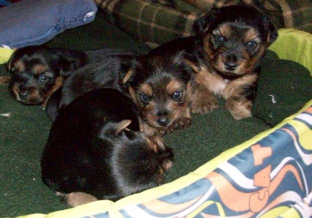 Venta Yorkshires Toy (ideal para reyes)
