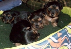 Venta Yorkshires Toy (ideal para reyes) - mejor precio | unprecio.es