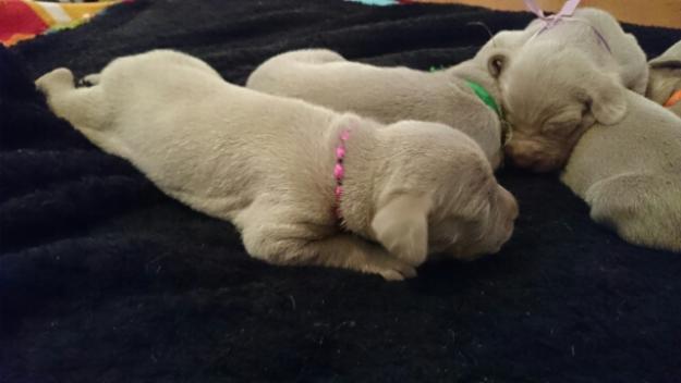 weimaraners espectaculares