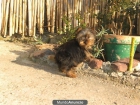 ZARAGOZA, PARTICULAR VENDO YORKI TOY TOY TOY, 4 MESES, SERIEDAD, MUY BARATO - mejor precio | unprecio.es