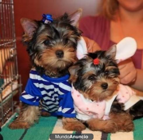 Adoption,Regalo Yorkshire Terrier