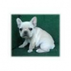 Bulldog frances Bulldog frances - mejor precio | unprecio.es