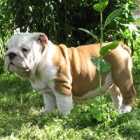 Bulldog Inglés lindo para adopton / gratuito - mejor precio | unprecio.es