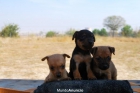 cachorritos de mini pinscher con dos meses - mejor precio | unprecio.es