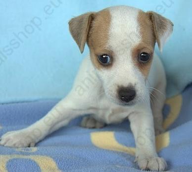 CACHORROS DE FOX TERRIER Y JACK RUSSELL