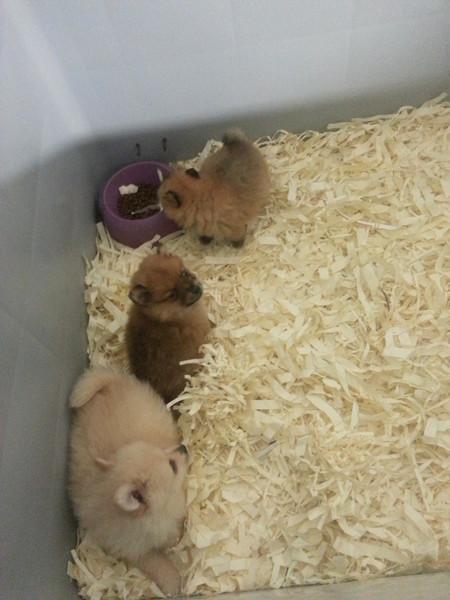 cachorros de pomeranias