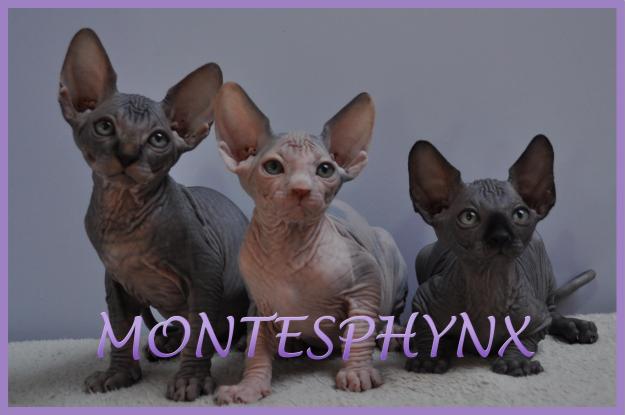 CACHORROS SPHYNX DISPONIBLES