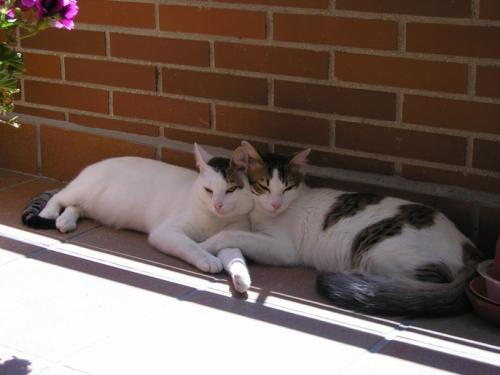 Nacho y goyo dos hermanitos que necesitan hogar