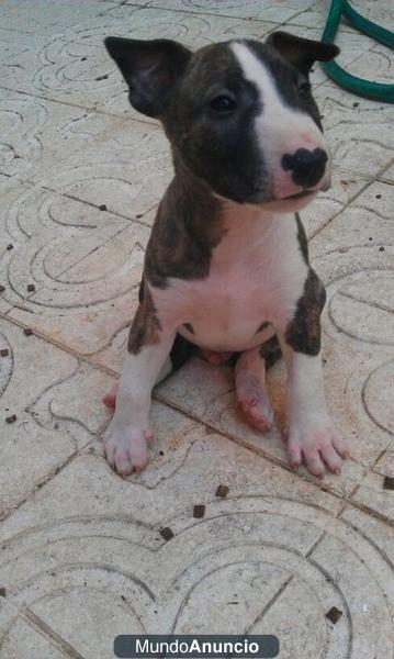 Oferton cachorros Bull Terrier!!