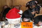 Pequeños Mini Pincher, en venta - mejor precio | unprecio.es