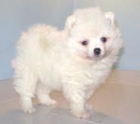 POMERANIA 390 OFERTA - mejor precio | unprecio.es