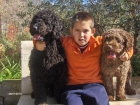 preciosa camada de perros de agua 170 - mejor precio | unprecio.es