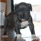 Quien Regala Cachorro de pitbull - mejor precio | unprecio.es