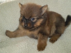 Registrarse Pomeranian Puppies Masculino y Femenino - mejor precio | unprecio.es