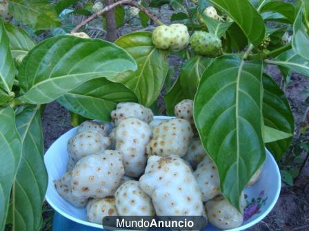 VENDO NONI en Santa Cruz - Bolivia