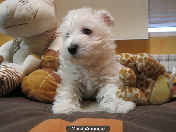 Westy de caracter impresionante