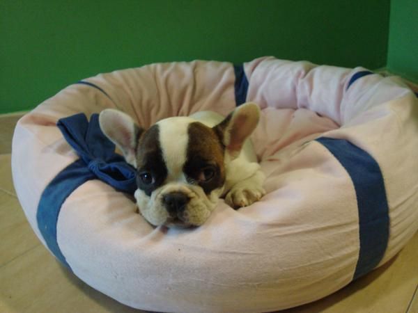 ¡tu bull dog frances aquí!