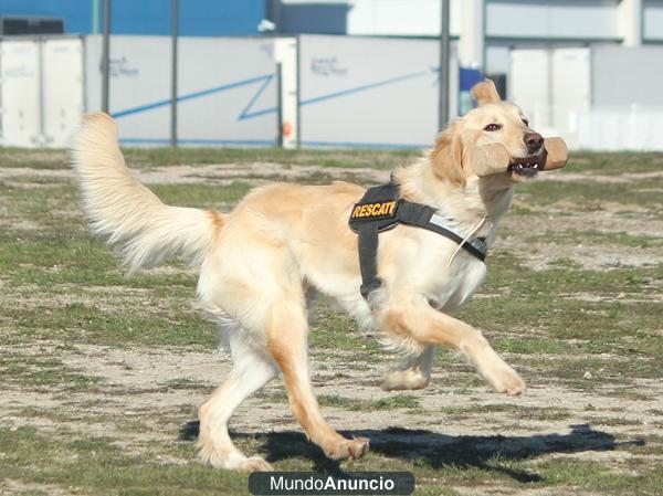 Cachorra HOVAWART dorada en venta