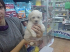 CACHORRITOS DE MALTES, PRECIOSOS 530 EUROS - mejor precio | unprecio.es
