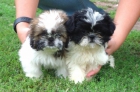 cachorros de shih tzu - mejor precio | unprecio.es