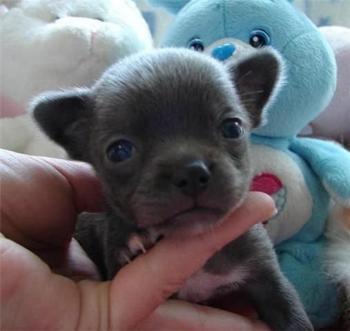 Chihuahua cachorros disponibles para la Navidad.