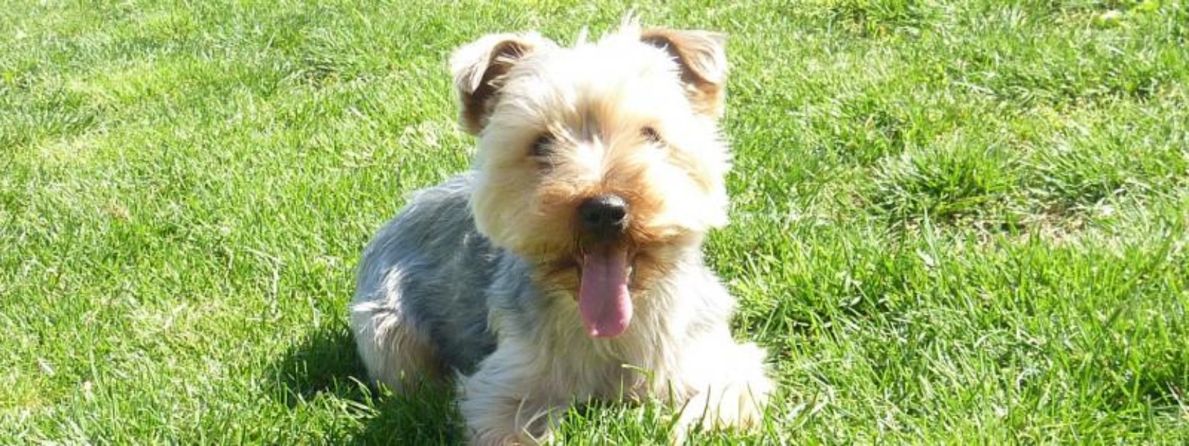 Paseadora y canguro canina