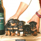 Vendo Cachorros Pincher Miniatura - mejor precio | unprecio.es