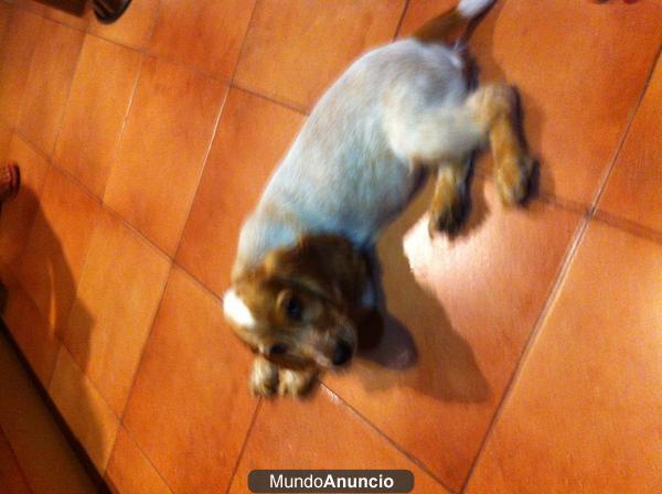 VENTA  CACHORRITA COCKER