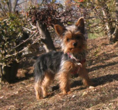 Yorkshire Terrier,con kilo y medio de peso !!!!!