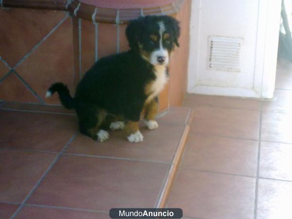 BOYERO DE BERNA MACHO ¡¡OFERTA!! 380 EUROS