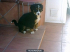 BOYERO DE BERNA MACHO ¡¡OFERTA!! 380 EUROS - mejor precio | unprecio.es