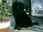 AAAA Compra cachorro terranova - mejor precio | unprecio.es