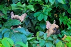 Bulldog frances Fawn , excelentes perritos - mejor precio | unprecio.es