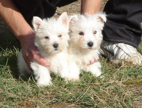 CACHORROS DE WESTY 480