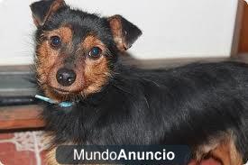 Cruce de yorkshire busca hogar