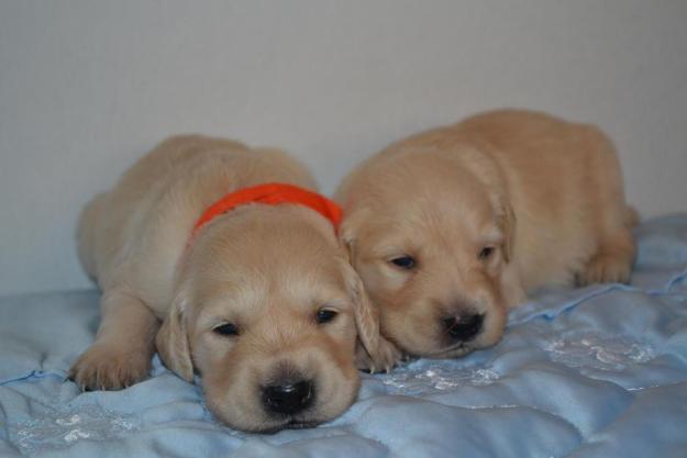 Golden Retrievers