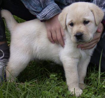 LABRADOR RETIEBER  150EURO