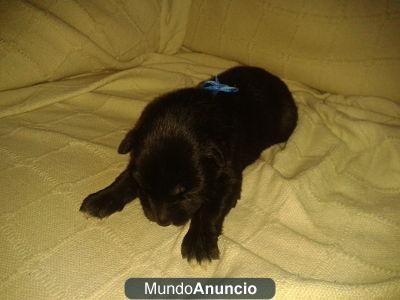 Se venden cachorros de partos belga