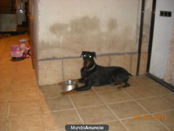 vendo autenticos doberman